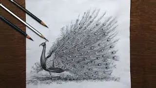 Drawing a dancing peacock in pencil | peacock drawing step by step | bird pencil sketch