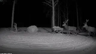 🛻🥕& ​​🦌Red deer Cam Estonia 2026/01/13