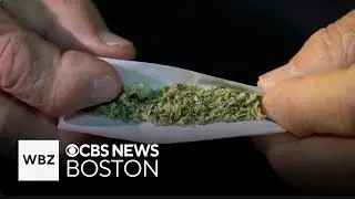 Cannabis regulators on allegations of safety issues and fraud in Massachusetts
