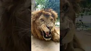 Why do lions🦁live in groups? #shorts #animals #lion