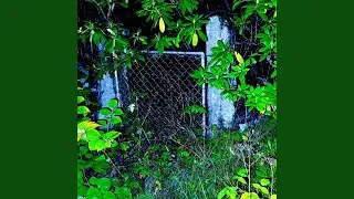 Haunted Roots