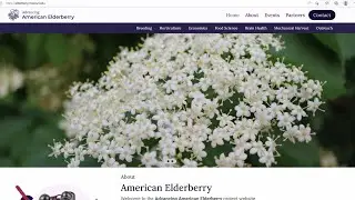 American Elderberry Research
