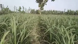 trench method sugarcane variety CO-15023