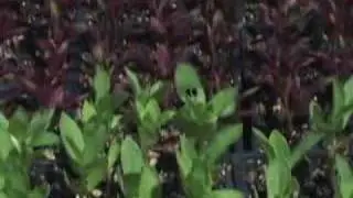 Soil Born Farms ~ WWOOF Tour NorCal Oh8!