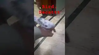 New video #birds #bird #parrot