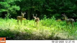 Big cowhorn and other bucks