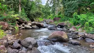 Deepest Healing Sleep in Minutes with Peaceful Flowing Water Sounds Between Rocks & Lush Trees
