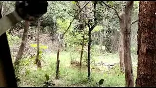 tiger sighting in Andhra Pradesh
