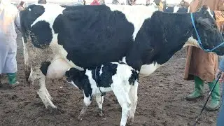 السوق الاربعاء ديال مراكش تاريخ اليوم 7\1\2026