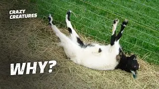 Why Are These Goats Always Fainting?