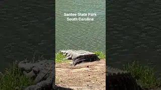 Giant Alligator! Santee State Park South Carolina - Huge SC Gator!