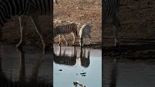 Zebras Drinking water in Namutoni waterhole, Namibia.