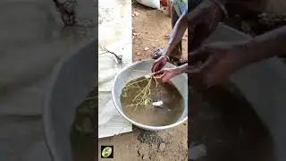 Episode:-7 //How to Grow Rose plants in 
