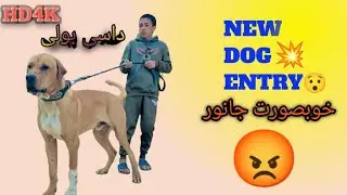 🔥 Pakistani Bully Dog Power | Desi Beast Style 💪🐶 #shorts #dog #dogshorts #animals #foryou #pets 