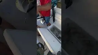 Catching Bait for Bigger Fish!