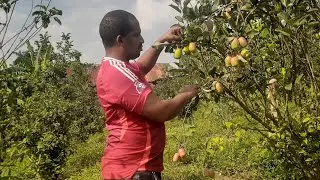 Fumbira ukoresheje imborera  kuri pome niyo waba ukoresha ifumbiremvaruganda.Eng.Ally0788549685