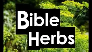 Biblical Herbs - Power of Herbs in the Bible : Unlocking their Health Benefits -Bible Herbs & Spices