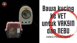 Bawa kucing ke dokter hewan untuk vaksin dan nebu