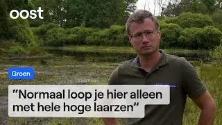 Insectenleven is ten dode opgeschreven met deze droogte | RTV Oost