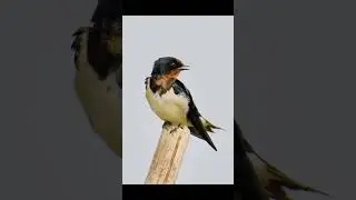 Waited, watched and clicked. Nature did the rest.