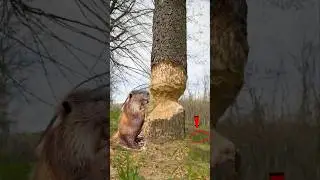 Nature's Greatest Engineer! 🤯 #shorts
