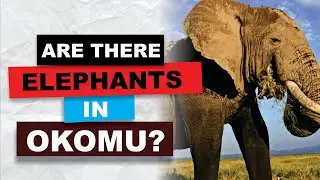 Okomu, One of Nigeria's oldest Forest Reserves.