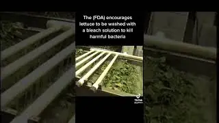 #STOP #EATING #LETTUCE #WASHED IN #CHLORINE & #BLEACH #TOXIC #HEALTH