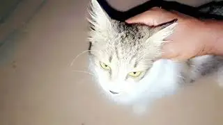 Hand-feeding a cat at night #catvideos #cats #catshorts #catlovers #kitten #animals 