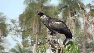 Horned Screamer