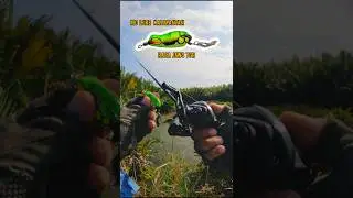 Soft Frog Empuk, Killer, dan Longcast! MD LURE RASA JAWS! #targetfishing