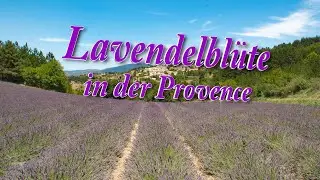 Lavendelbluete in der Provence