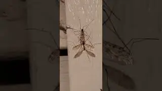 Crane Fly Mates | Insect Love #shorts #insect