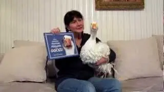PET GOOSE-Diapered Indoor Sebastopol Goose Named OLIVER and the Life Cycle of the Monarch Butterfy.