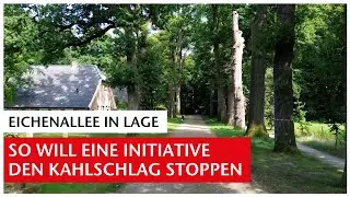 Streit um Eichenallee in Lage: So will eine Initiative den Kahlschlag verhindern | GN-Online