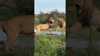 Lions fighting over a female #wildfreelions