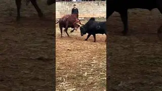 🔥 Bull vs Bull Fight | कौन जीतेगा? 🐂⚡ |~mini woodworking art skill / wood / handcrafts / #shorts