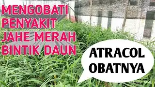 CARA MEMBASMI HAMA JAHE MERAH SUPER CEPAT