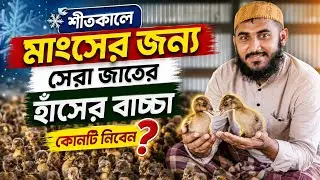 শীতকালে মাংসের জন্য সেরা হাঁসের জাত কোনটি? | Duck Farming Tips | তাক্বওয়া হাঁসের খামার