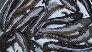 #Live Murrel 🐟 Cutting I Snakehead fish cutting #Musheerabad#fishmarket 