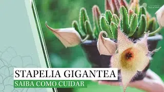 Stapelia gigantea - SAIBA COMO CUIDAR