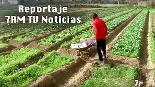 La Revolica. Reportaje en 7RM TV Noticias. (Febrero 2016)