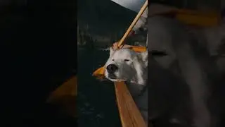 🐶🧘&zwj;♂️just a good boy enjoying the ride   #dog #chillout