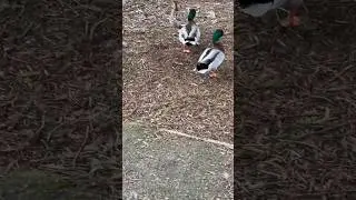 Duck duck duck duck duck coot!