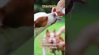 ROTTWEILER DOG FIND OUT THE INTERESTING NATURE #Water Intake #shorts