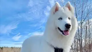 Different colours of Siberian Husky| #Dog'sLife