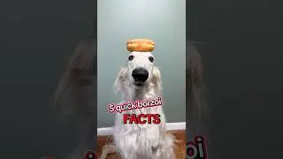 5 absolutely true facts about borzois #borzoi #list #best #history #funny