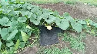 Quest for the Giant Pumpkin EP 7