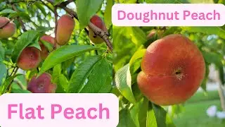 Tree full Of Donut Peach | Doughnut Peach | Flat Peach