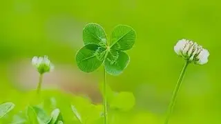 🔮 Phước Lành Nào Đang Đến Bên Bạn