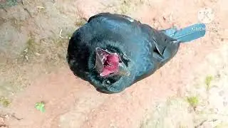 Lovely Crow playing😍🖤🖤#petsvideos#animals #happy #naturecreatures #birds#care#enjoying #life#